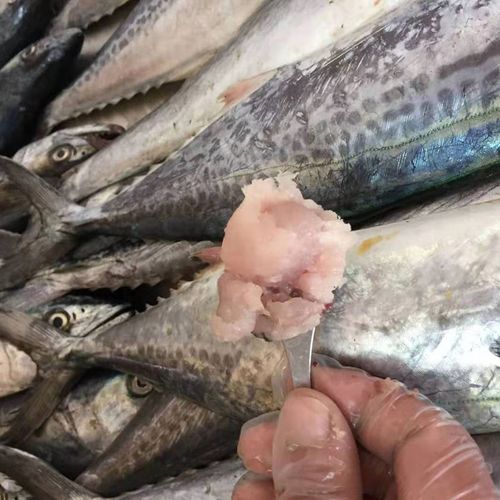 福和楽 速冻鲅鱼肉 鲅鱼泥一盒500g 真空包装速冻鱼糜鱼丸鱼肉